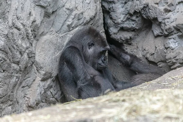 动物园里一只西方低地大猩猩靠在岩石上晒太阳 — 图库照片