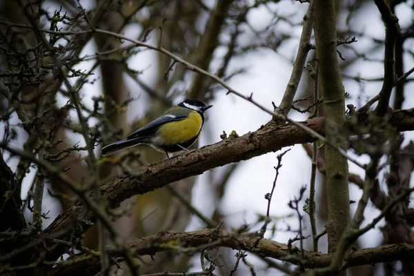 Een Mus Met Kleurrijke Veren Een Boomtak Met Een Wazige — Stockfoto