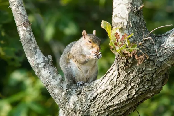 リスのナットを食べるツリー — ストック写真