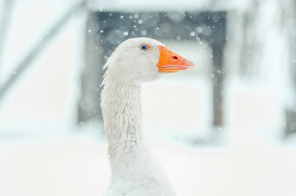 Primo piano della testa di un'oca carina con il fiocco di neve sfocato sullo sfondo — Foto Stock