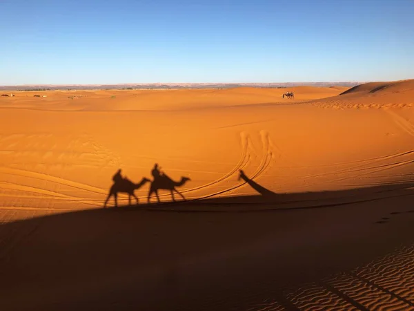 背景にはカラバンのある砂丘のある砂漠 — ストック写真