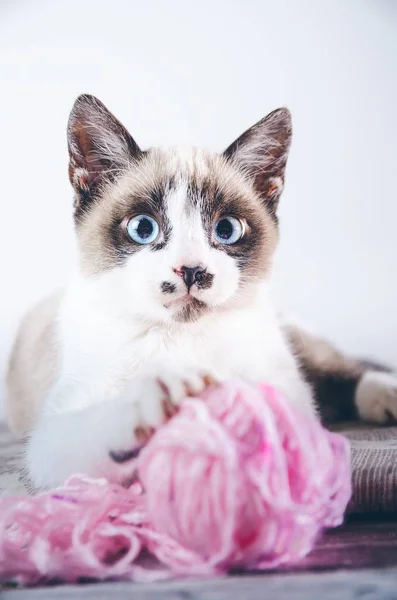 垂直閉鎖ショットのかわいい茶色と白の青い目の猫の遊びとともにボールのウール — ストック写真