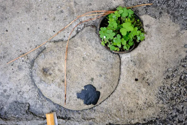 Eine Kleine Pflanze Inmitten Von Beton Und Einer Zigarre — Stockfoto