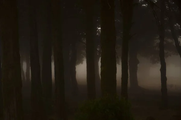 Ein Wald Mit Kiefern Umgeben Von Dichtem Nebel Ein Cooles — Stockfoto