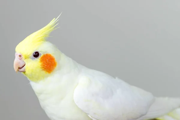 Beautiful white lutino cockatiel with a white background — 스톡 사진