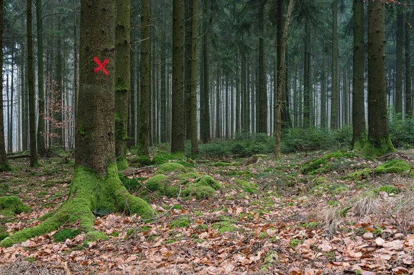 A red target on a single tree in the forest