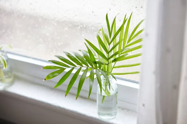 Green Houseplant Glass Bottle Window Sill Daytime — 스톡 사진