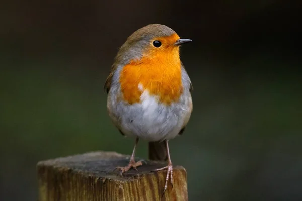 Ένα Κοντινό Πλάνο Ενός Ευρωπαίου Robin Κάθεται Ένα Ξύλο Έναν — Φωτογραφία Αρχείου