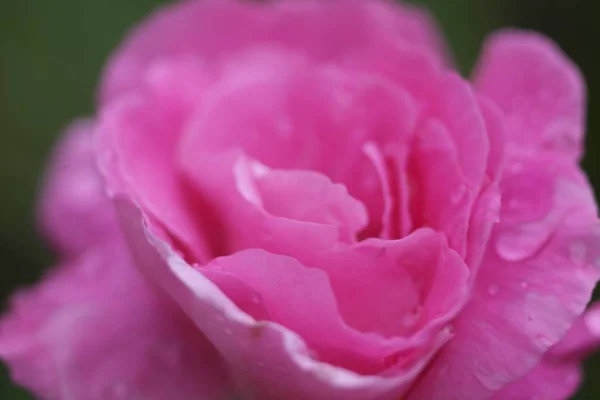 Selektywne Zbliżenie Ostrości Kwiat Róży Damaska Rosą Płatkach — Zdjęcie stockowe
