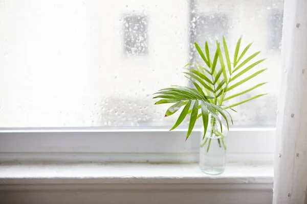 Green Houseplant Glass Bottle Window Sill Daytime — 스톡 사진
