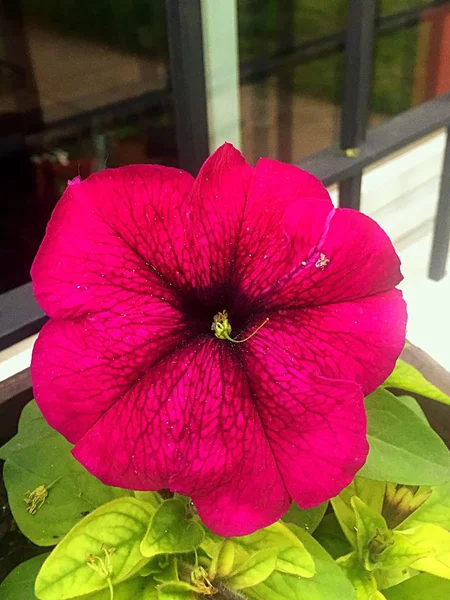 Close Uma Flor Pétalas Roxas Com Fundo Borrado — Fotografia de Stock