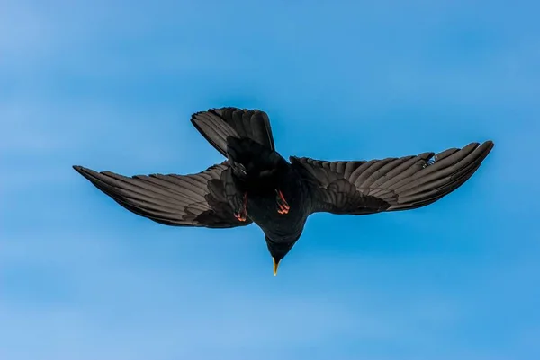 单只黑鸟飞翔 — 图库照片