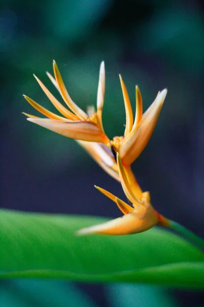 Een Verticaal Close Shot Van Een Heliconia Bloem Met Een — Stockfoto