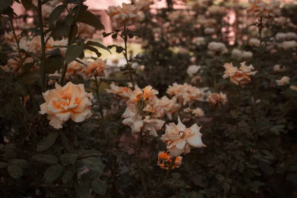Wiele Pięknych Róż Ogrodowych Zamazanym Tłem — Zdjęcie stockowe