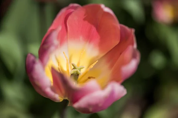 Eine Selektive Fokusaufnahme Einer Blühenden Rosa Tulpe Mit Verschwommenem Hintergrund — Stockfoto