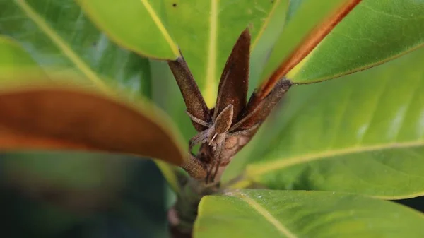 マグノリア植物に隠れている幼生網のクモ Pisaura Mirabilis ピサウルス科のクモ種です — ストック写真