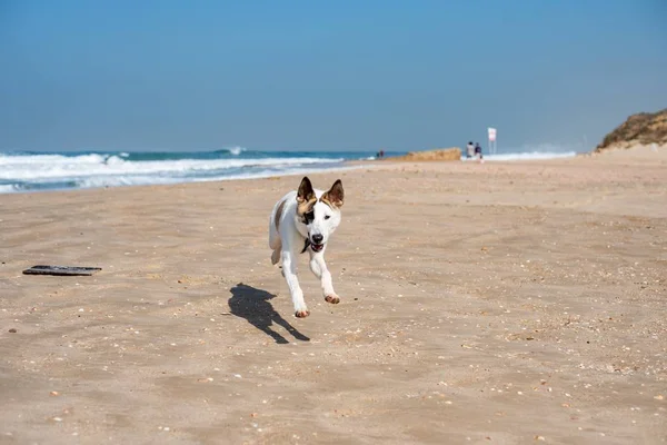 Cane Bianco Che Cammina Attraverso Spiaggia Circondato Dal Mare Sotto — Foto Stock