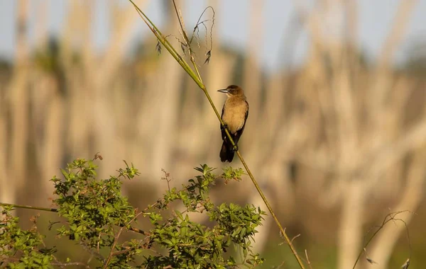 Uccello Mangiatore Api Bruno Appollaiato Ramo Con Uno Sfondo Sfocato — Foto Stock