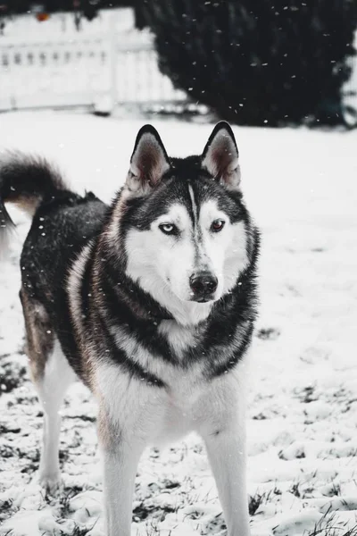 Husky Ogrodzie Otoczony Drzewami Gałęziami Pokrytymi Śniegiem Zimą — Zdjęcie stockowe