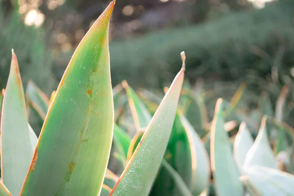 Captura selectiva de plantas exóticas en medio de un jardín — Foto de Stock