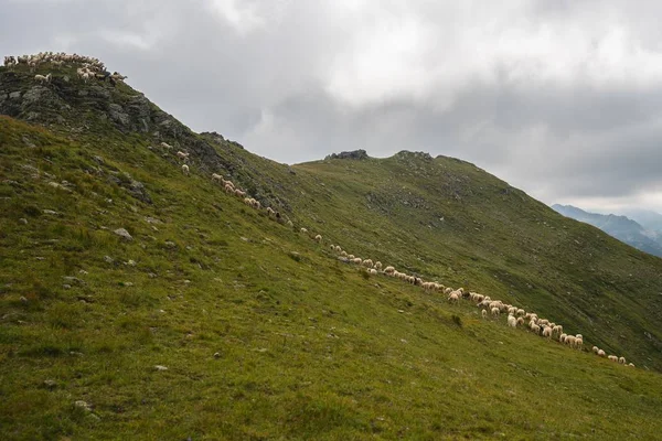 Ein Grüner Hügel Mit Schafen Darauf Unter Bewölktem Himmel — Stockfoto