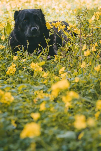 Pionowe Ujęcie Słodkiego Psa Leżącego Ziemi Pobliżu Żółtych Kwiatów — Zdjęcie stockowe