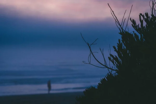 Silhouette of a bush with a blurred sea in the background — Stock Photo, Image