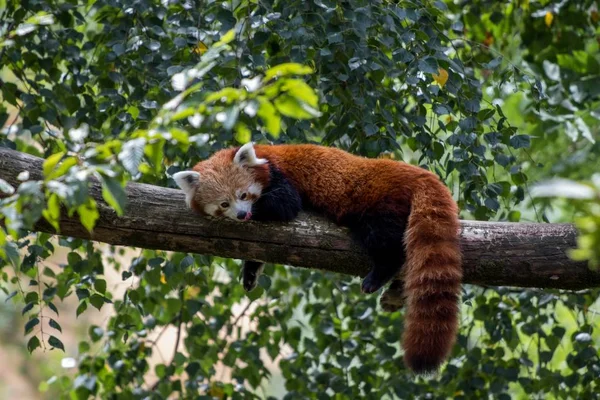 一只红熊猫躺在树枝上 享受着懒洋洋的一天 — 图库照片