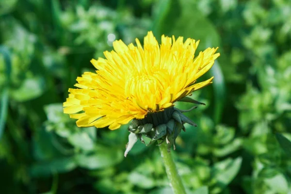 Ein Gemeinsamer Löwenzahn Auf Einem Feld Grünen Unter Sonnenlicht Mit — Stockfoto