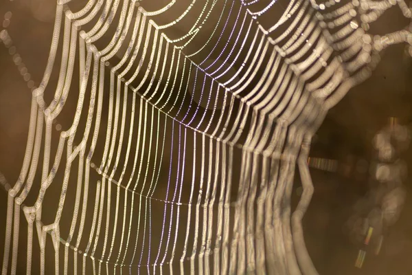 Macrophotographie d'une toile d'araignée avec gouttes de rosée — Photo