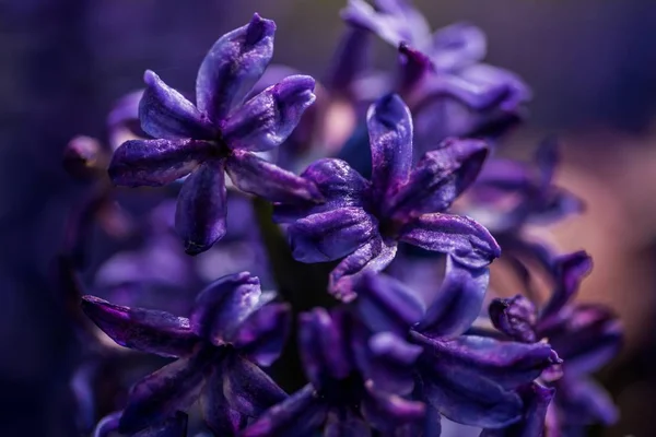 Enfoque Selectivo Hermosas Flores Jacinto Púrpura Con Fondo Borroso — Foto de Stock