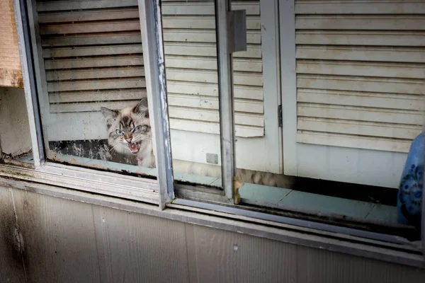 Bílá Rozzlobená Kočka Starým Rezavým Oknem Bílé Špinavé Budovy — Stock fotografie