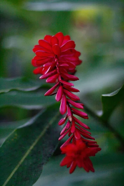 Vertical Closeup Shot Red Ginger Plant Blurred Background — 스톡 사진