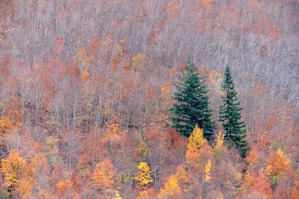 Dvě Jehličnany Obklopený Barevnými Stromy Lese Během Podzimu Manteigas Portugalsku — Stock fotografie