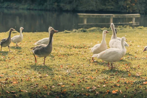 Bonitos Patos Jugando Alrededor Lago Octubre Temporada Otoño — Foto de Stock