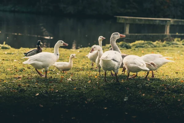 Bonitos Patos Jugando Alrededor Lago Octubre Temporada Otoño — Foto de Stock