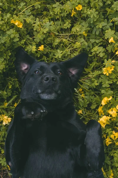 A vertical shot of a dog laying on its back on a grassy field