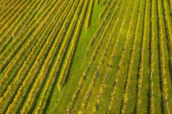 Hög Vinkel Syn Ett Fält Täckt Gräs Och Färgglada Blommor — Stockfoto