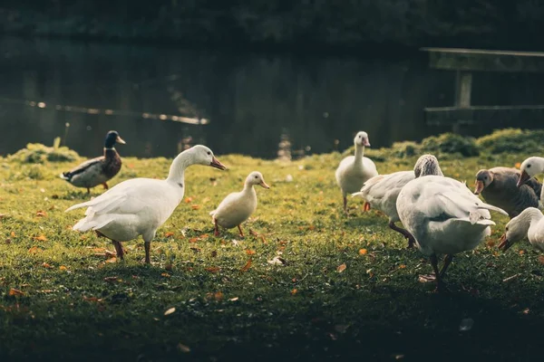 Liebliche Enten Die Einen See Spielen Herbstsaison Oktober — Stockfoto