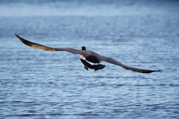 Ein Fischadler Fliegt Unter Sonnenlicht Über Einem Meer Mit Verschwommenem — Stockfoto