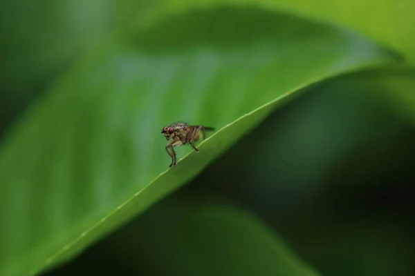 Scathophaga Stercoraria Comúnmente Conocida Como Mosca Estiércol Amarillo Mosca Estiércol — Foto de Stock