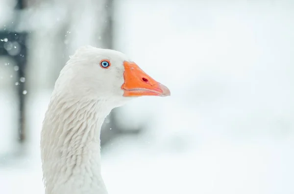 Közelkép a fejét egy aranyos liba a homályos hópihe a háttérben — Stock Fotó