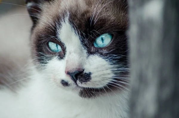 Primer plano de la cara marrón y blanca de un lindo gato de ojos azules — Foto de Stock