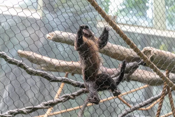 Ein Affe Auf Maschendrahtzäunen Umgeben Von Ästen Und Grün Einem — Stockfoto