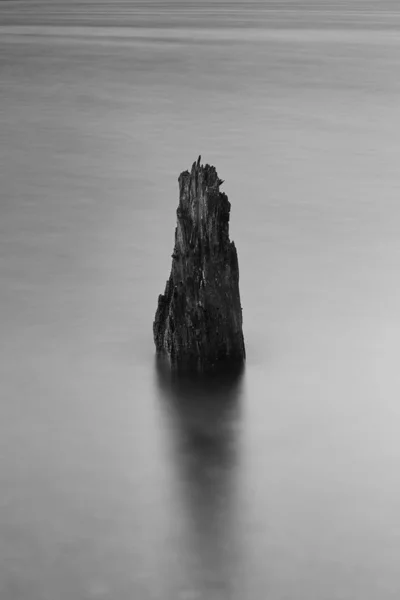 Vertikální Záběr Kořene Stromu Zamrzlém Moři Pokrytém Mlhou — Stock fotografie