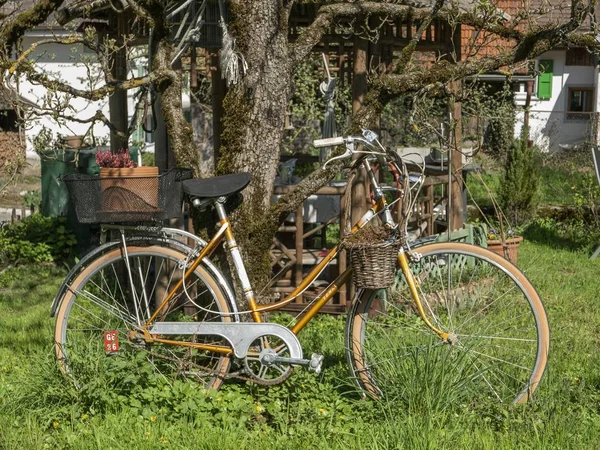 Велосипед припаркован в зеленом саду рядом с деревом — стоковое фото