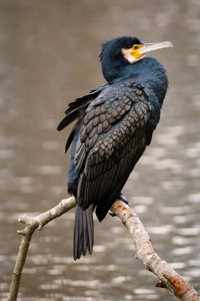 Eine Vertikale Aufnahme Eines Doppelhaubenkormorans Mit Verschwommenem Hintergrund — Stockfoto