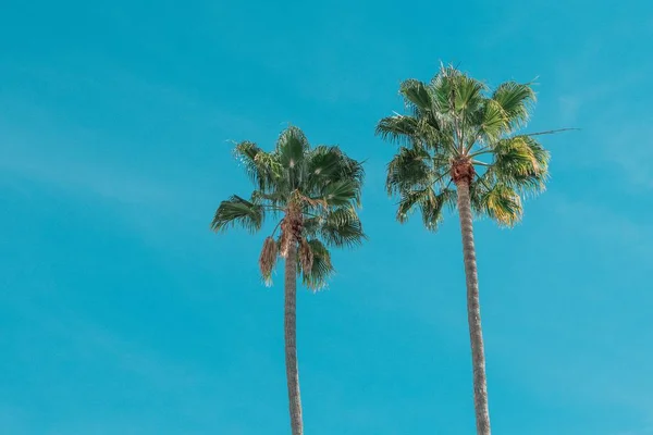 Baixo ângulo tiro de belas palmeiras sob o céu azul claro — Fotografia de Stock