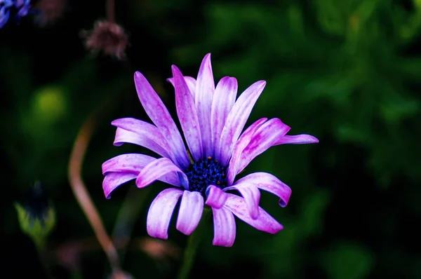 Primer Plano Una Hermosa Flor Margarita Africana Pétalos Púrpura Con —  Fotos de Stock