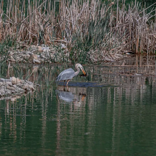 Garça comendo um peixe enquanto está na água — Fotografia de Stock